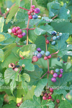 野葡萄 の画像素材 葉 花 植物の写真素材ならイメージナビ