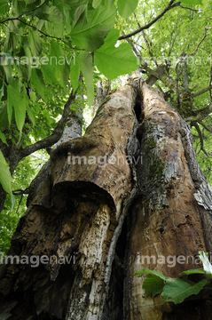 ニレ 不思議な泣く木 の画像素材 日本 国 地域の写真素材ならイメージナビ