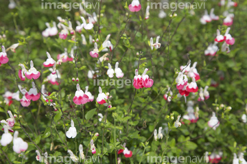 ホットリップス の画像素材 花 植物の写真素材ならイメージナビ