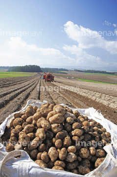 ジャガイモ畑 の画像素材 健康管理 ライフスタイルの写真素材ならイメージナビ