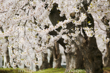 桜 幹 の画像素材 樹木 花 植物の写真素材ならイメージナビ