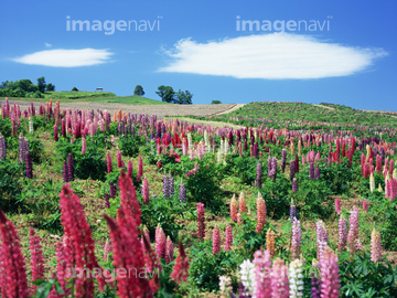 花畑 北海道 ルピナス畑 の画像素材 花 植物の写真素材ならイメージナビ