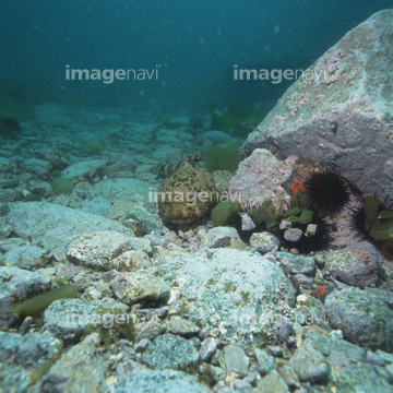 海底 岩場 作家米山 均 の画像素材 海 自然 風景の写真素材ならイメージナビ