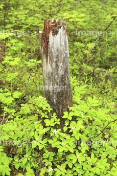 朽ちた木 の画像素材 その他植物 花 植物の写真素材ならイメージナビ