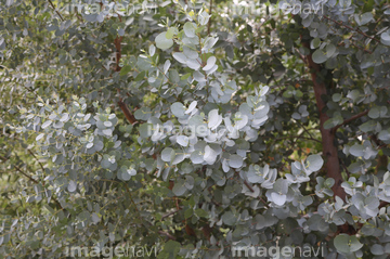 マルバユーカリ の画像素材 花 植物の写真素材ならイメージナビ