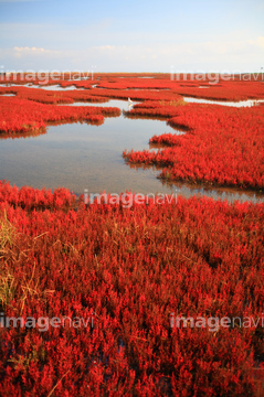 サンゴソウ の画像素材 葉 花 植物の写真素材ならイメージナビ
