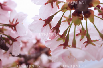 花 植物 花 桜 がく 花の部分 の画像素材 写真素材ならイメージナビ