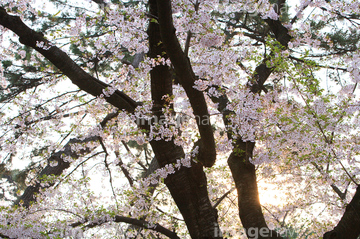 桜 幹 の画像素材 樹木 花 植物の写真素材ならイメージナビ