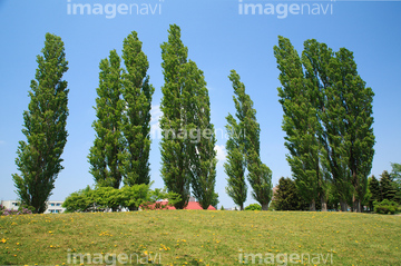 並木 春 ポプラ並木 の画像素材 樹木 花 植物の写真素材ならイメージナビ