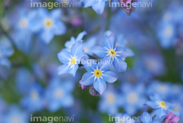 勿忘草 綺麗 の画像素材 花 植物 イラスト Cgの写真素材ならイメージナビ