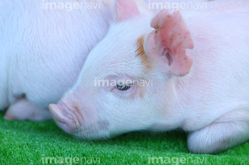子豚 横向き の画像素材 家畜 生き物の写真素材ならイメージナビ