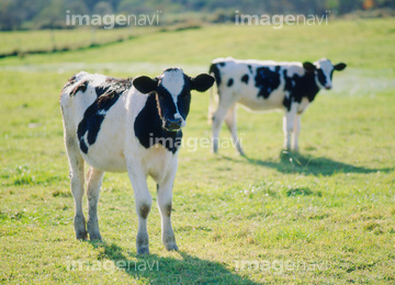 子牛 の画像素材 家畜 生き物の写真素材ならイメージナビ