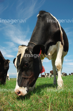 牛 全身 横顔 美瑛町 の画像素材 家畜 生き物の写真素材ならイメージナビ