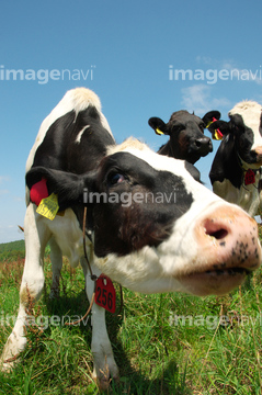 牛 全身 横顔 美瑛町 の画像素材 家畜 生き物の写真素材ならイメージナビ