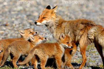 子狐 かわいい の画像素材 陸の動物 生き物の写真素材ならイメージナビ