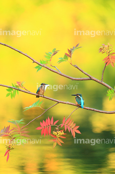 旭川市 野鳥 の画像素材 鳥類 生き物の写真素材ならイメージナビ