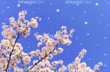 桜舞う の画像素材 春 夏の行事 行事 祝い事の写真素材ならイメージナビ