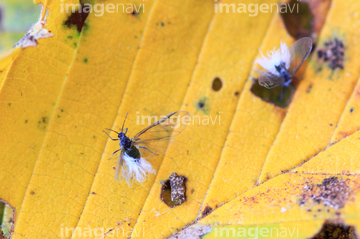 トドノネオオワタムシ の画像素材 虫 昆虫 生き物の写真素材ならイメージナビ