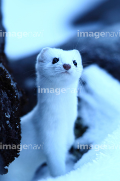 オコジョ 北海道 の画像素材 陸の動物 生き物の写真素材ならイメージナビ