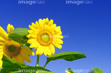 ヒマワリ 葉 の画像素材 花 植物 イラスト Cgの写真素材ならイメージナビ