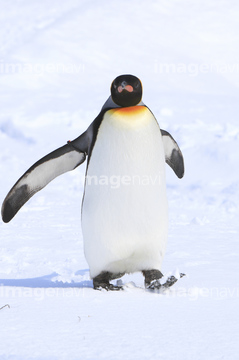 ペンギン 正面 キングペンギン の画像素材 鳥類 生き物の写真素材ならイメージナビ