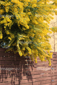 Mimosa 綺麗 の画像素材 虫 昆虫 生き物の写真素材ならイメージナビ