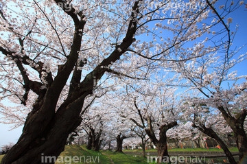 桜 幹 の画像素材 樹木 花 植物の写真素材ならイメージナビ