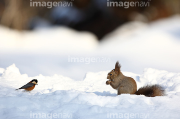 冬 動物 北海道 道央 かわいい の画像素材 陸の動物 生き物の写真素材ならイメージナビ