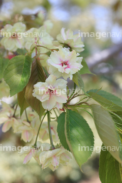 ウコンザクラ の画像素材 花 植物の写真素材ならイメージナビ