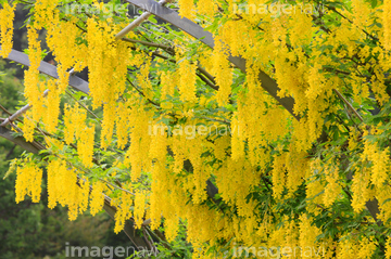 キングサリ の画像素材 その他植物 花 植物の写真素材ならイメージナビ