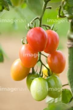 アイコ ミニトマト の画像素材 健康管理 ライフスタイルの写真