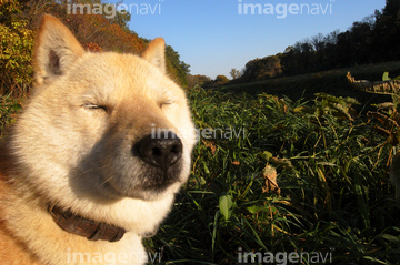 日本犬 北海道犬 の画像素材 生き物 イラスト Cgの写真素材ならイメージナビ