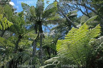 ジャングル 植物 の画像素材 森林 自然 風景の写真素材ならイメージナビ