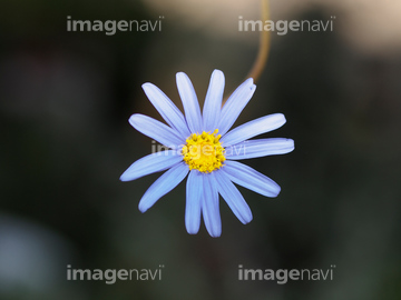 ブルーデージー の画像素材 花 植物の写真素材ならイメージナビ