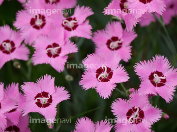 ナデシコ の画像素材 花 植物の写真素材ならイメージナビ