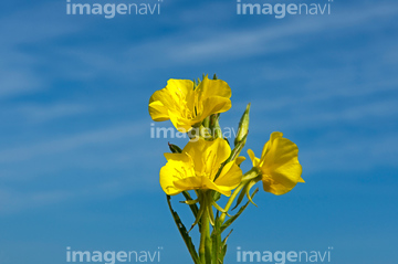 マツヨイグサ ツキミソウ の画像素材 花 植物の写真素材ならイメージナビ