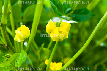 小豆 花の部分 の画像素材 健康管理 ライフスタイルの写真素材ならイメージナビ