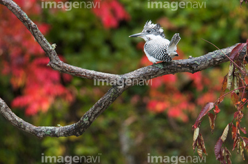 旭川市 野鳥 の画像素材 鳥類 生き物の写真素材ならイメージナビ