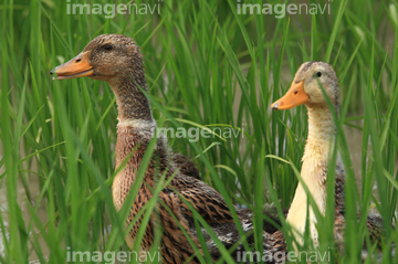 アイガモ 稲 の画像素材 鳥類 生き物の写真素材ならイメージナビ