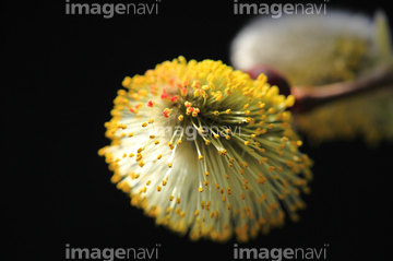 ヤナギ の画像素材 花 植物の写真素材ならイメージナビ