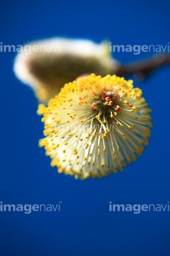 ヤナギ の画像素材 花 植物の写真素材ならイメージナビ