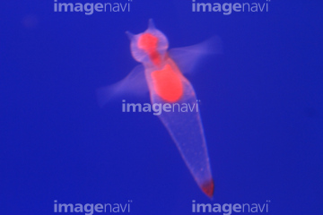 クリオネ の画像素材 海の動物 生き物の写真素材ならイメージナビ