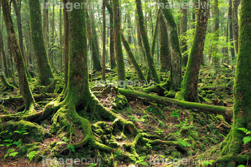 青木ヶ原樹海 の画像素材 森林 自然 風景の写真素材ならイメージナビ