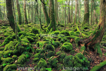青木ヶ原樹海 の画像素材 森林 自然 風景の写真素材ならイメージナビ