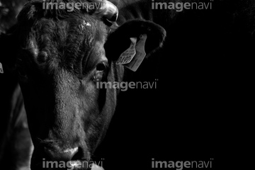 生き物 家畜 肉牛 顔 の画像素材 写真素材ならイメージナビ