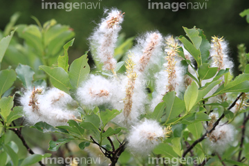 ヤナギ の画像素材 花 植物の写真素材ならイメージナビ