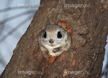 モモンガ かわいい の画像素材 陸の動物 生き物の写真素材ならイメージナビ