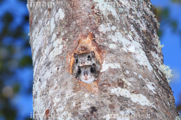 モモンガ かわいい の画像素材 陸の動物 生き物の写真素材ならイメージナビ