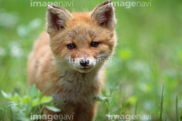 子狐 の画像素材 陸の動物 生き物の写真素材ならイメージナビ