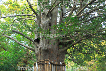 ナギの木 の画像素材 樹木 花 植物の写真素材ならイメージナビ